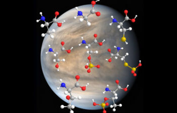 MIT researchers have found that amino acids — major building blocks for life on Earth — are stable in highly concentrated sulfuric acid. Their results support the idea that these same molecules may be stable in Venus’ highly sulfuric clouds.