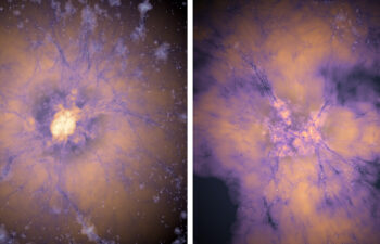 Early dark energy could have triggered the formation of numerous bright galaxies, very early in the universe, a new study finds. The mysterious unknown force could have caused early seeds of galaxies (depicted at left) to sprout many more bright galaxies (at right) than theory predicts.